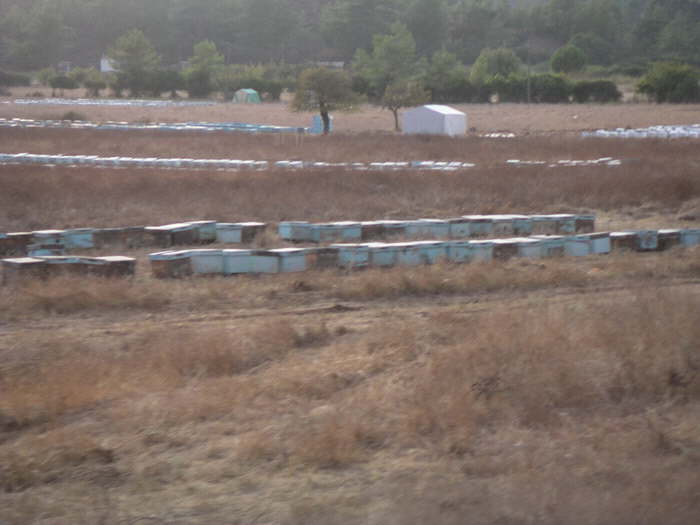 Honig - die Spezialitt der Gegend